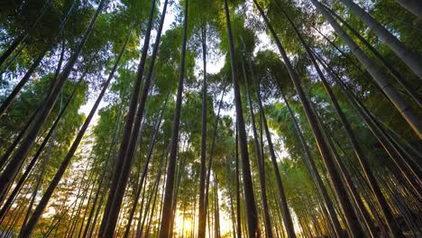 Beautiful-bamboo-forest-in-Arashiyama-Kyoto-city