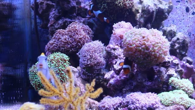 Korallenriff-Aquarium-Szene