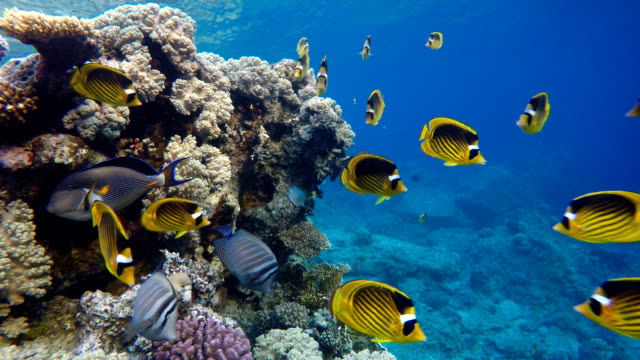 Los-arrecifes-de-coral-y-peces-tropicales.-Hermosos-peces-tropicales-y-arrecife-de-coral.