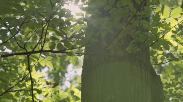 Sonne-flares-Trog-Blätter-im-Wald