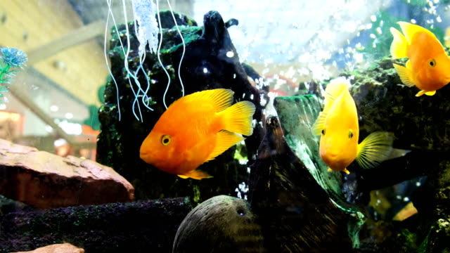 Yellow-fish-float-in-an-aquarium-in-a-shopping-center,-4k.