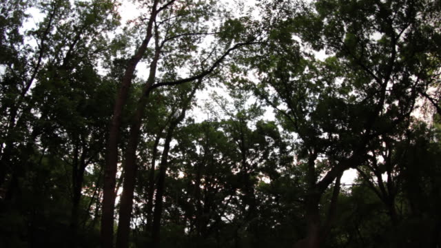 Sonnenaufgang-über-Bäume-Zeitraffer