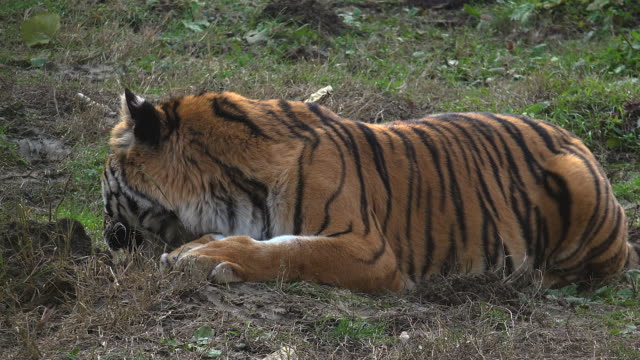 El-tigre-siberiano-está-descansando