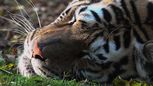 El-tigre-siberiano-está-descansando