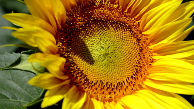 Schöne-Sonnenblumen-im-Wind,-Nahaufnahme