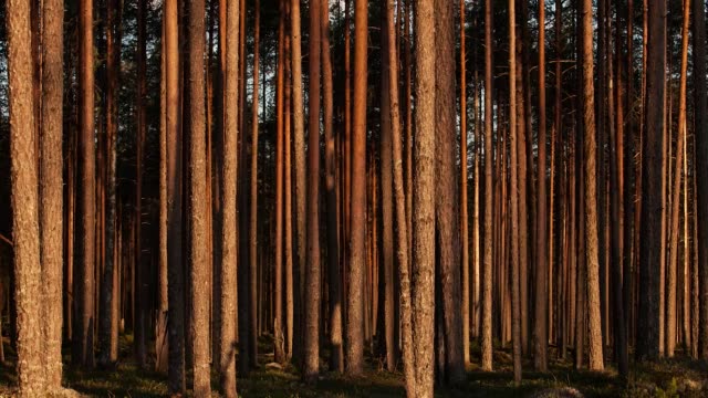 Pine-forest-sunset-time-lapse