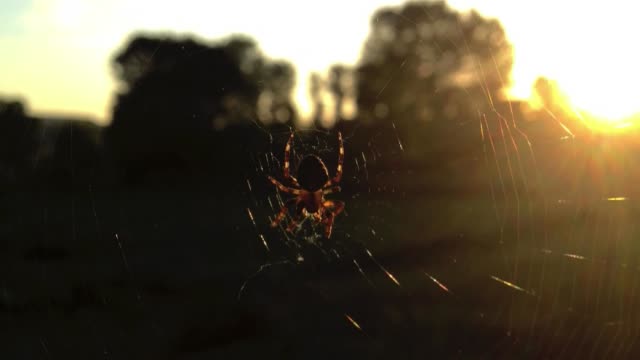 close-up-spider