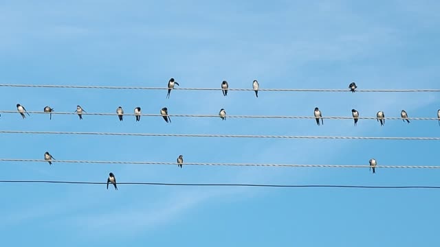 Vogelschwarm-sitzt-auf-elektrischen-Leitungen.-Schwarz-/-weiß-Vögel-beim-prinking-aufgezeichnet.-Vögel-vor-dem-Hintergrund-des-blauen-Sommerhimmel.