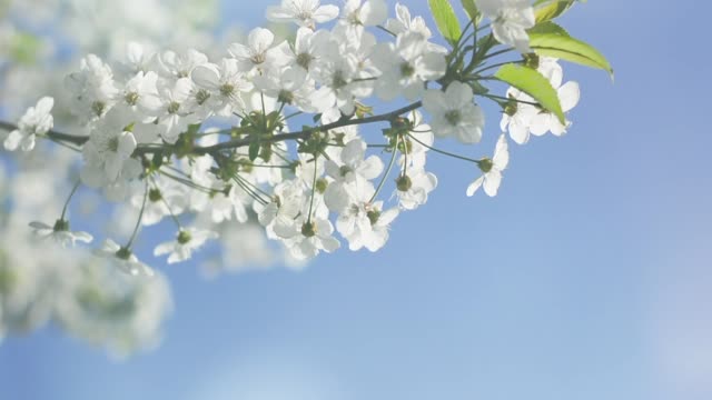 Rama-floreciente-de-la-cereza-con-la-llamarada-de-la-lente-es-balanceándose-sobre-fondo-de-cielo-azul