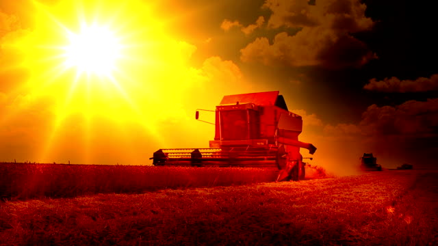 Harvest-Wheat-Sunset
