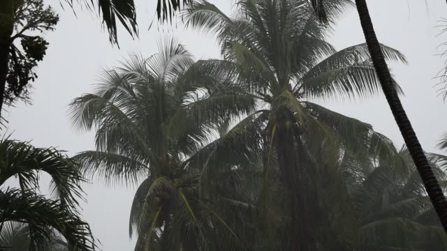 Die-Silhouette-von-Kokosnuss-Palmen-in-regnerischen-Tag