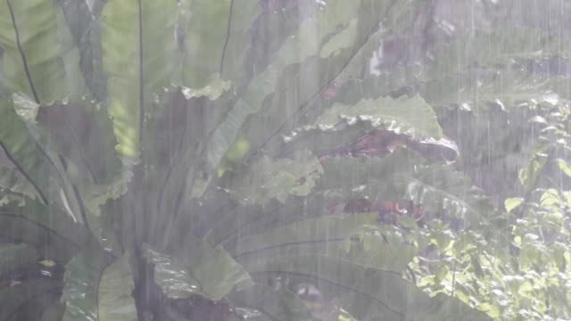 Starker-Regen-fallen-in-tropischen-botanischen-Garten