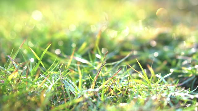 Morning-sun-grass-lawn-with-dew-drops-background