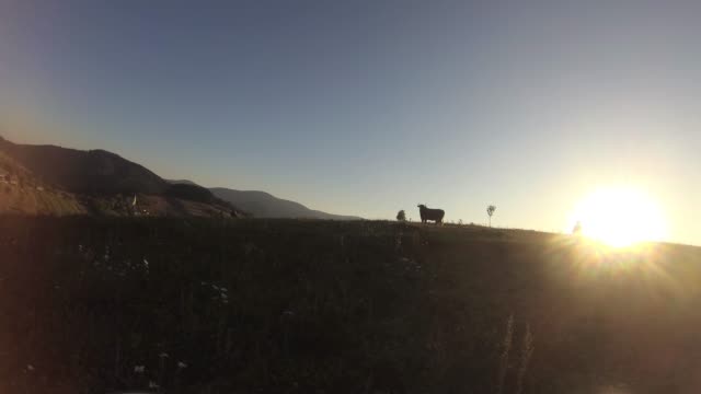Pferd-und-Sonnenuntergang-in-den-Bergen