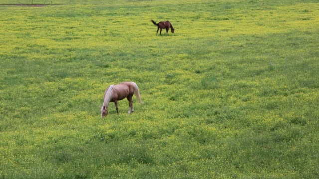 Horses-on-pasture