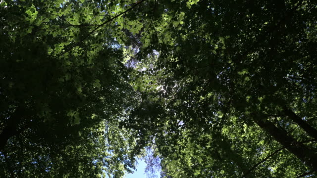 Sunshine-Peeking-Through-Forest-Leaves-2