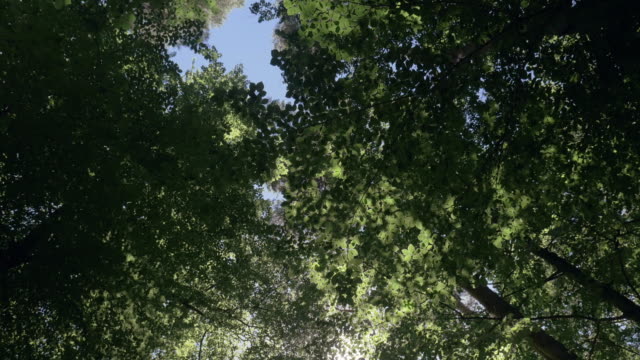 Sonnenschein-durch-Grünwald-Blätter