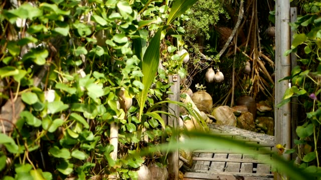 Cocos-como-decoración-en-jardín.-Cocos-tropicales-exóticas-colgadas-en-las-palmas-con-hojas-de-color-verde-iluminados-por-el-sol.-Camino-a-la-playa-en-Koh-Phangan