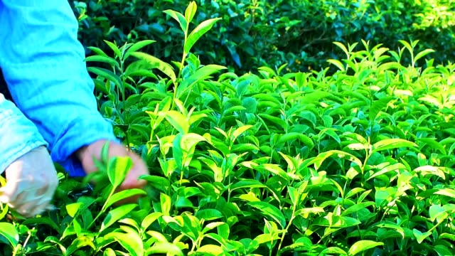 Woman-picking-green-tea-leaves-on-plantation-in-Chiang-Rai-Province-in-Northern-Thailand.