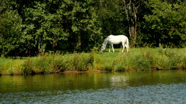Ein-einzelnes-weißes-Pferd-Weiden