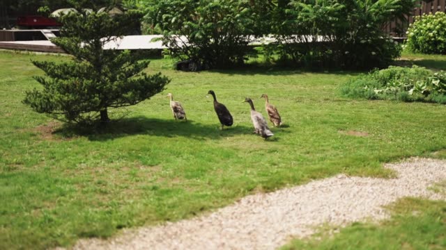 Un-grupo-de-gansos-corriendo-sobre-la-hierba.