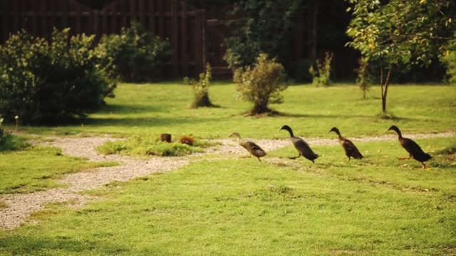 A-group-of-geese-running-on-the-grass.