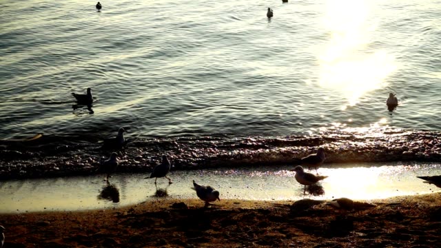 Seagulls-in-the-sea.-Slow-motion.
