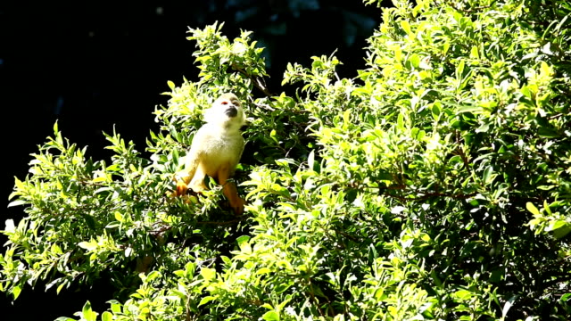 Mono-ardilla-en-el-árbol-en-Chiangmai-Tailandia