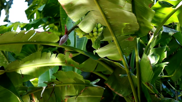 Banana-tree-with-reflection-of-light