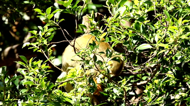 Totenkopfaffen-auf-Baum-in-Chiangmai-Thailand