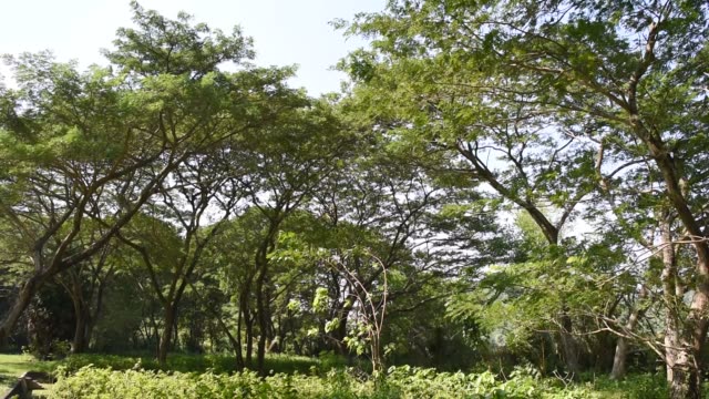 Viento-agitando-el-árbol-de-la-mimosa-salvaje-en-el-bosque-tropical-en-Tailandia