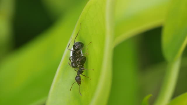 Ameisen-kümmert-sich-um-Blattlaus