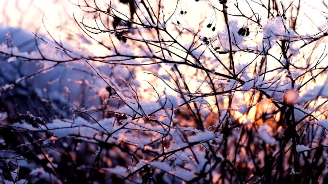 Ein-sehr-schöner-Sonnenuntergang-glänzt-durch-die-Winterzweige-von-Büschen,-Slow-motion
