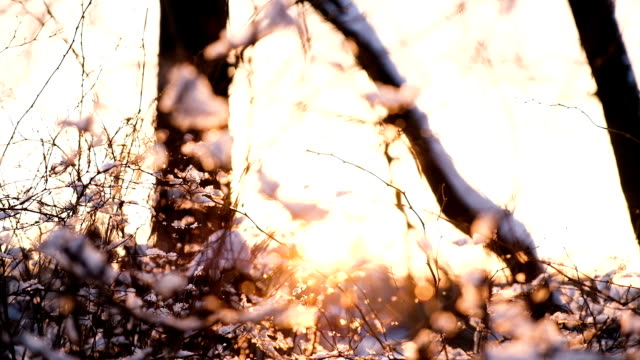 Sonnenuntergang-Strahlen-brechen-durch-die-Zweige-der-Bäume-und-Sträucher-im-Schneewald,-Slow-Motion-der-Kamera-von-unten