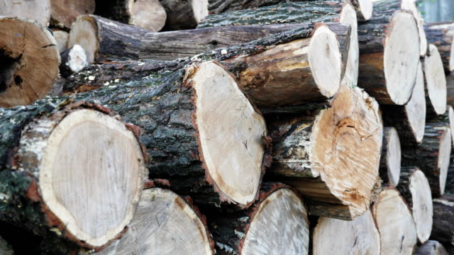 Montón-de-madera-troncos-listos-para-el-invierno