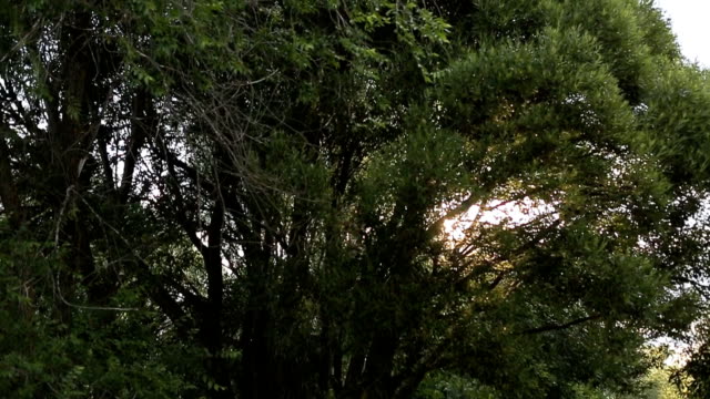 The-sun-shines-through-the-green-leaves-of-the-tree