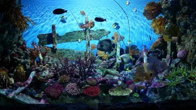 Schöne-Fische-im-Aquarium-auf-Dekoration-der-aquatischen-Pflanzen-Hintergrund.