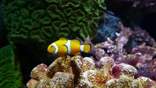 Clown-Anemonenfischen-im-Aquarium-auf-Dekoration-der-aquatischen-Pflanzen-Hintergrund.