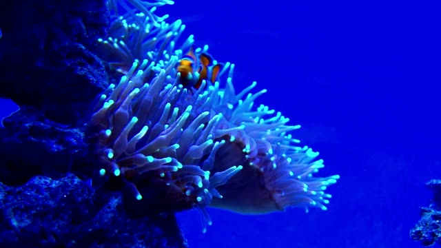 Nahaufnahme-von-Meeresalgen,-die-auf-den-Wellen-tanzen.-Zwei-Clownfische-(Amphiprioninae)-essen-Algen.