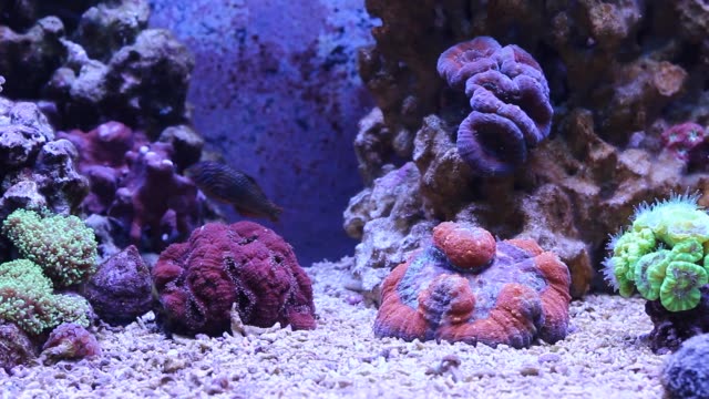 Korallenriff-Aquarium-Szene