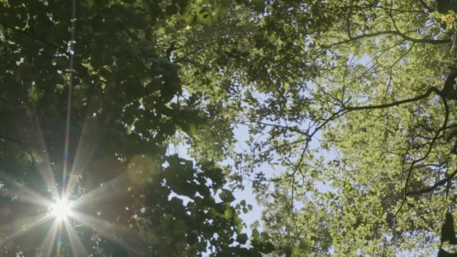 Sonne-flares-Trog-Blätter-im-Wald