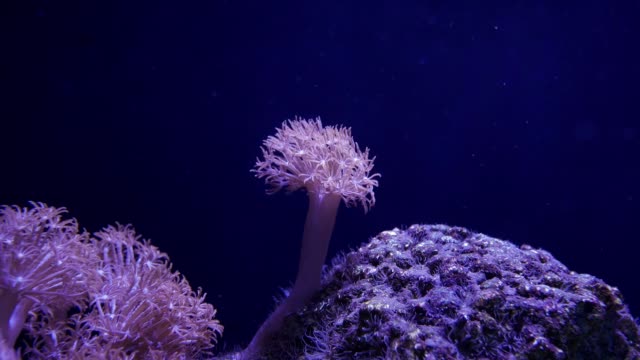 Beautiful-sea-flower-(Pulse-coral-or-Pumping-Xenia)-in-underwater-world-with-corals--and-fish.