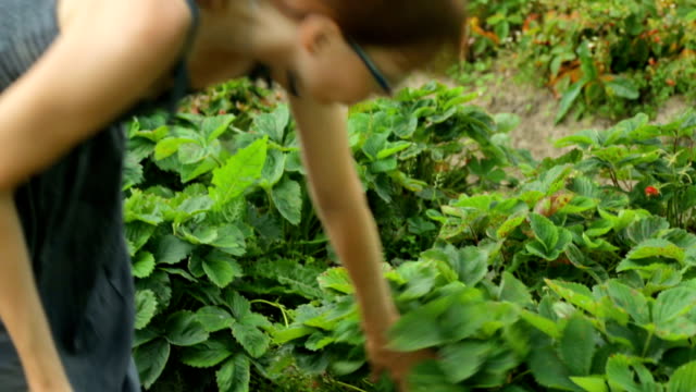 Woman-picking-strawberries-in-garden