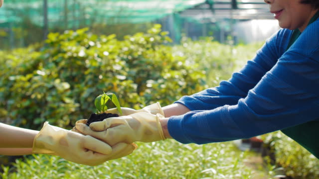 Mujer-jardineros-trasplantar-planta