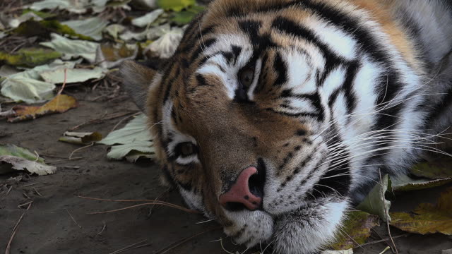 The-Siberian-tiger-is-resting