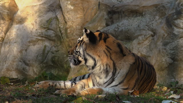 Der-sibirische-Tiger-ruht