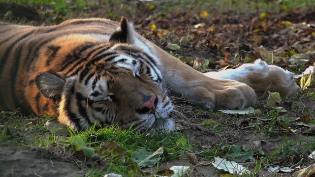 The-Siberian-tiger-is-resting