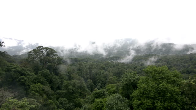 Tropischen-Regenwald-während-der-Monsun-Regenzeit