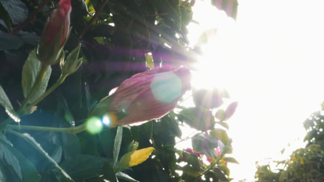 Geschlossen-Rosa-Bougainvillea-Blumen