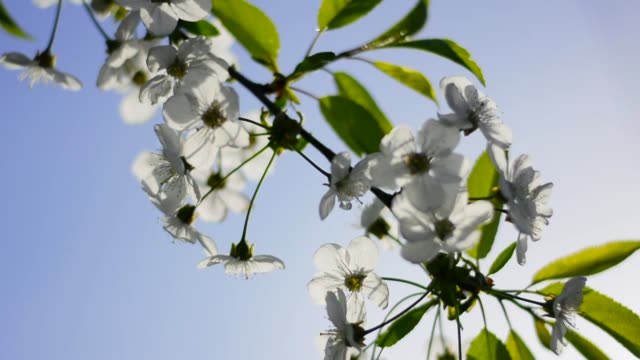 Blooming-branch-of-the-cherry-with-lens-flare-is-swaying-on-blue-sky-background